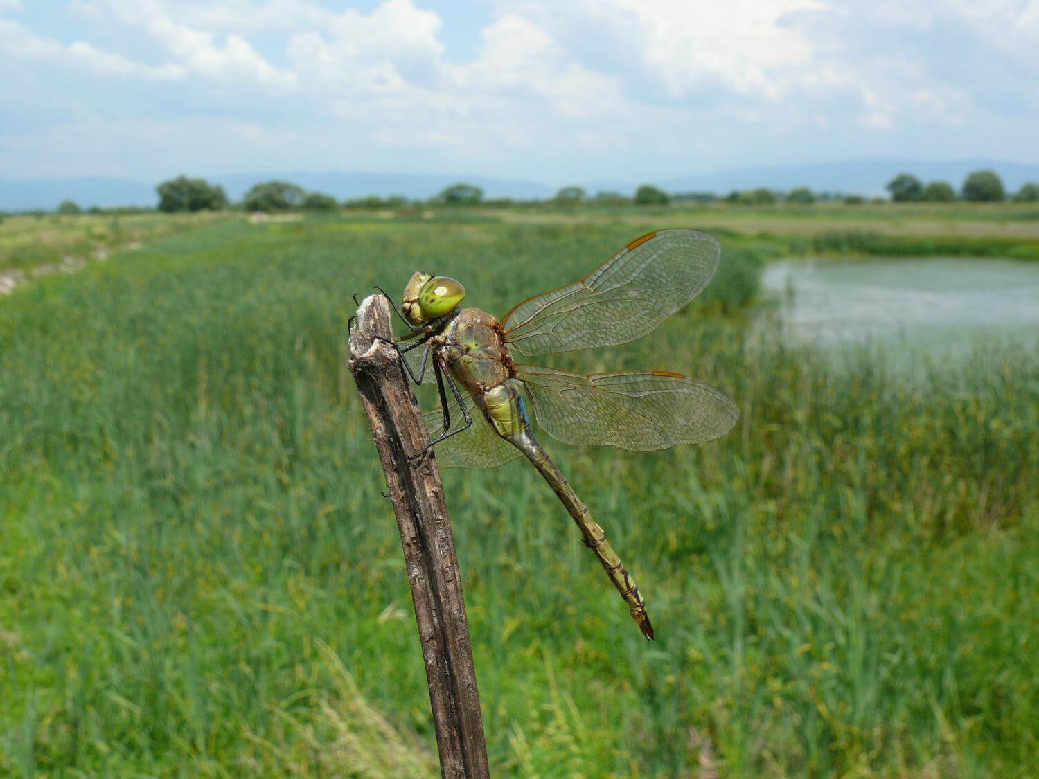 Male Anax ephippiger by Milos Balla